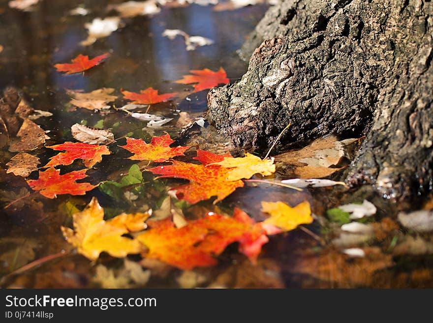 Leaf, Autumn, Maple Leaf, Flora