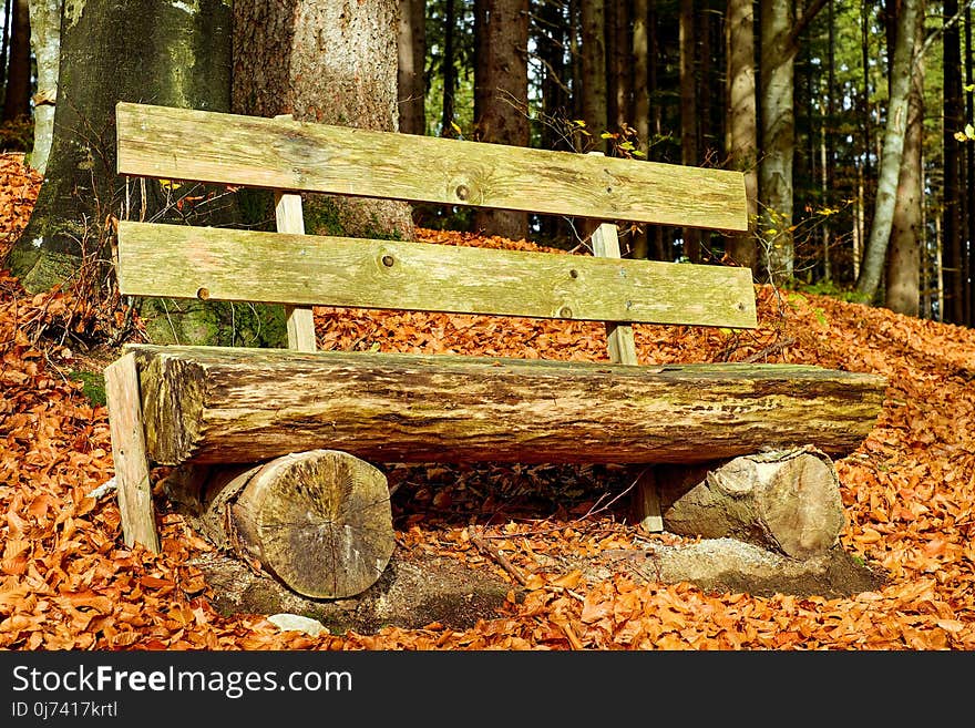 Wood, Leaf, Bench, Woodland