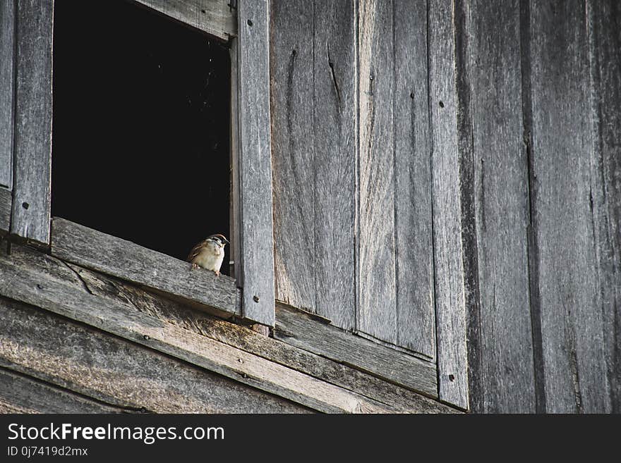 Wood, Wall, Window, Texture