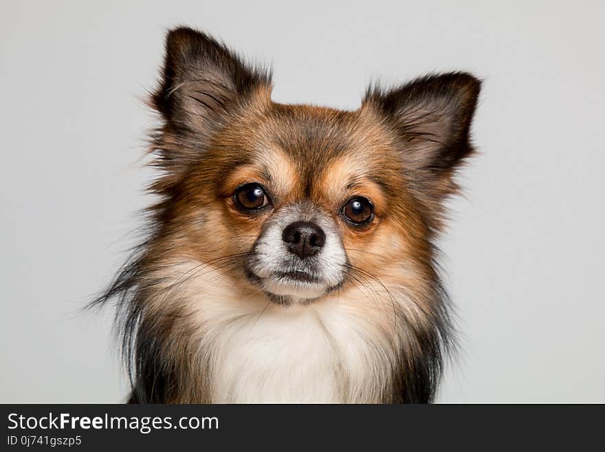 Dog, Dog Like Mammal, Dog Breed, Dog Breed Group