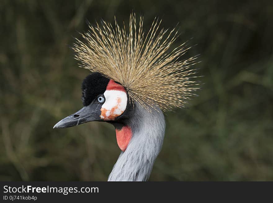 Beak, Bird, Fauna, Crane Like Bird