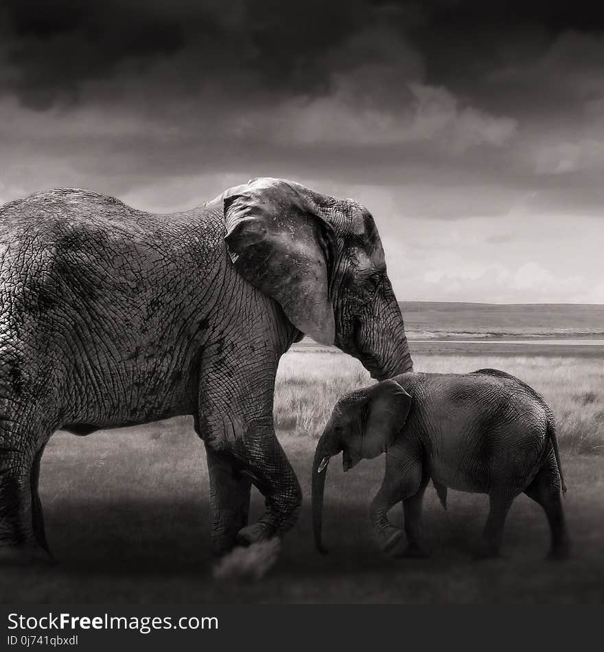 Elephant, Elephants And Mammoths, Wildlife, Terrestrial Animal