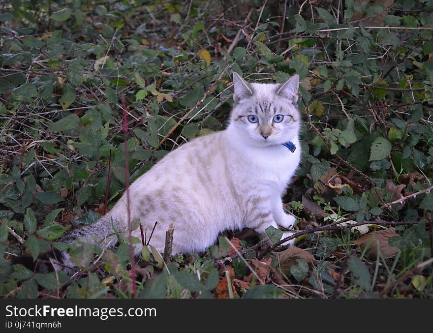 Cat, Fauna, Mammal, Small To Medium Sized Cats