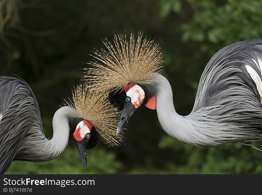 Beak, Fauna, Crane Like Bird, Bird