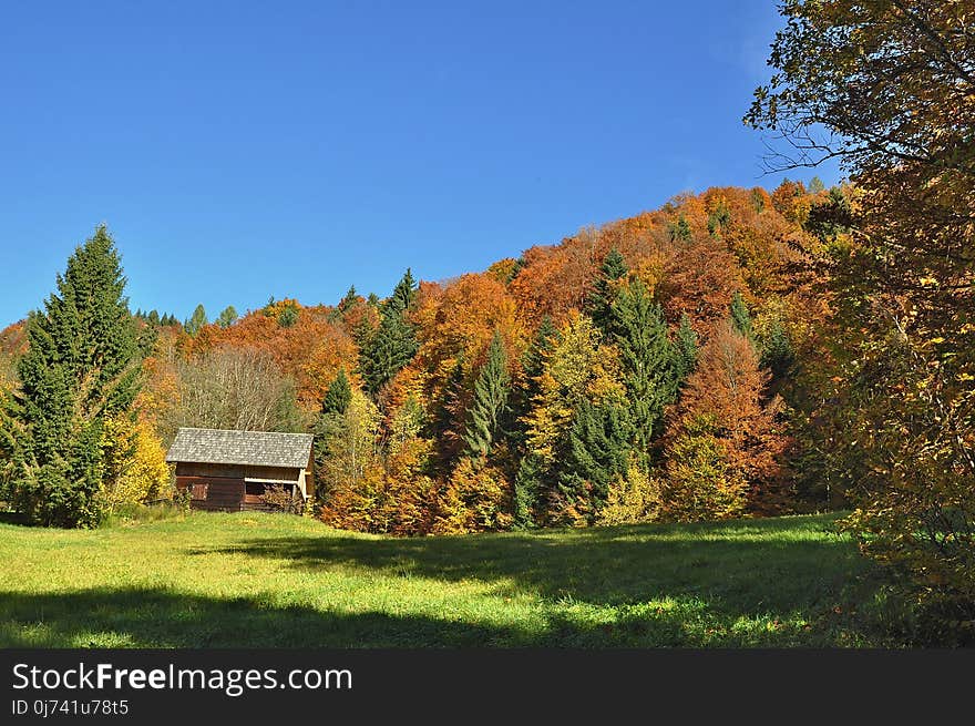 Leaf, Nature, Sky, Ecosystem