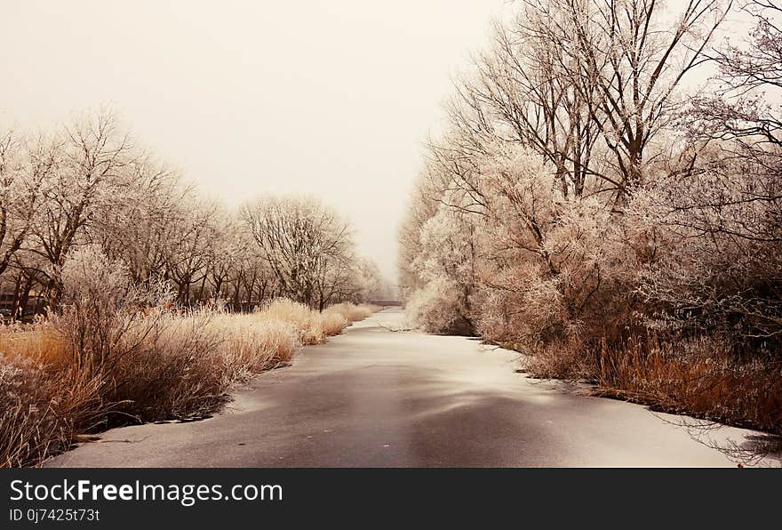 Winter, Snow, Freezing, Tree