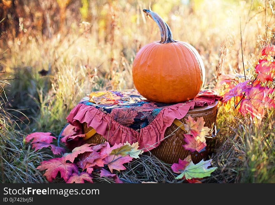 Leaf, Autumn, Pumpkin, Grass