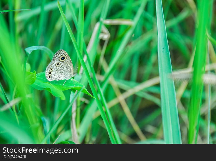 Butterfly, Insect, Moths And Butterflies, Grass