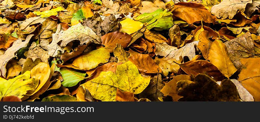 Leaf, Yellow, Deciduous, Autumn