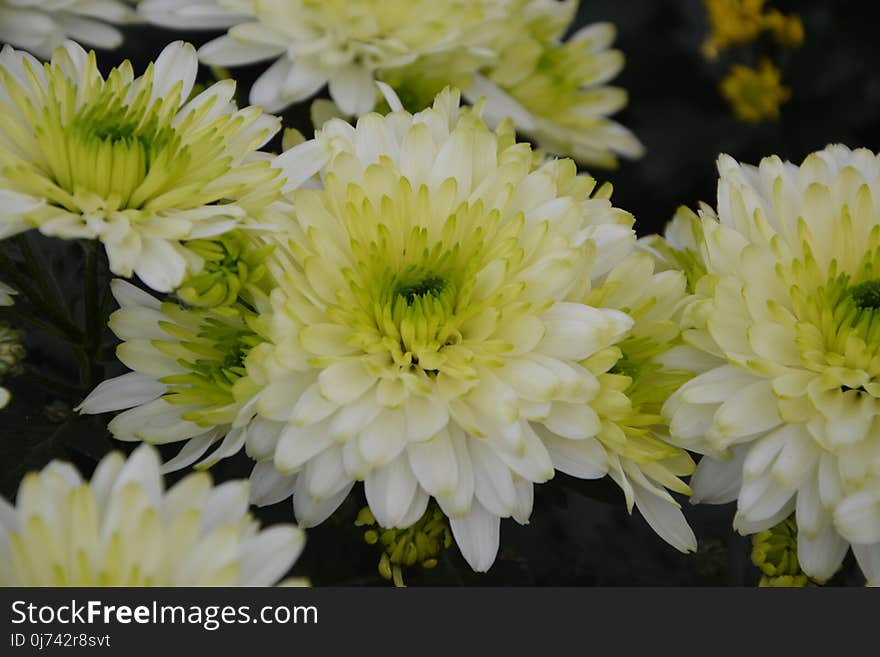 Flower, Yellow, Plant, Flora