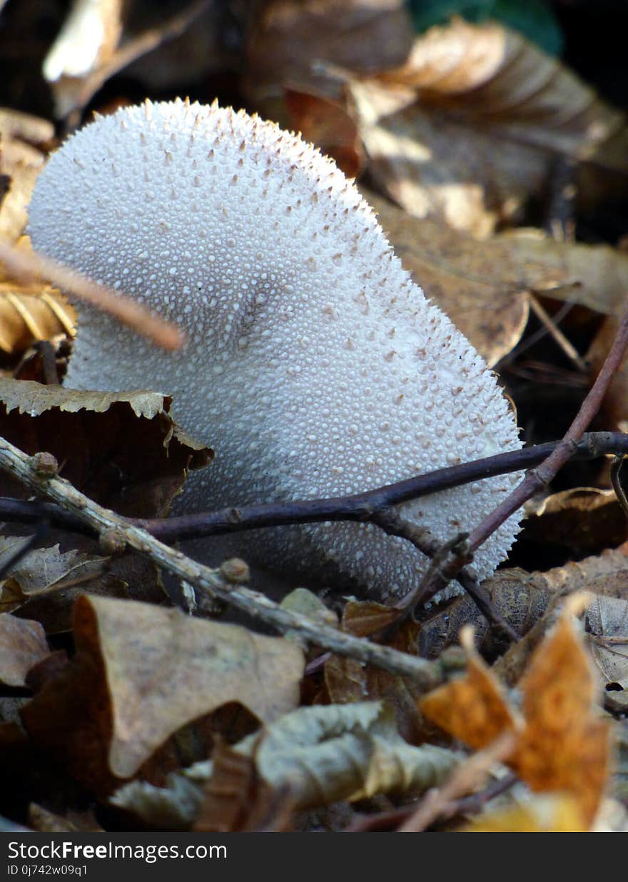 Fungus, Agaricaceae, Mushroom, Edible Mushroom