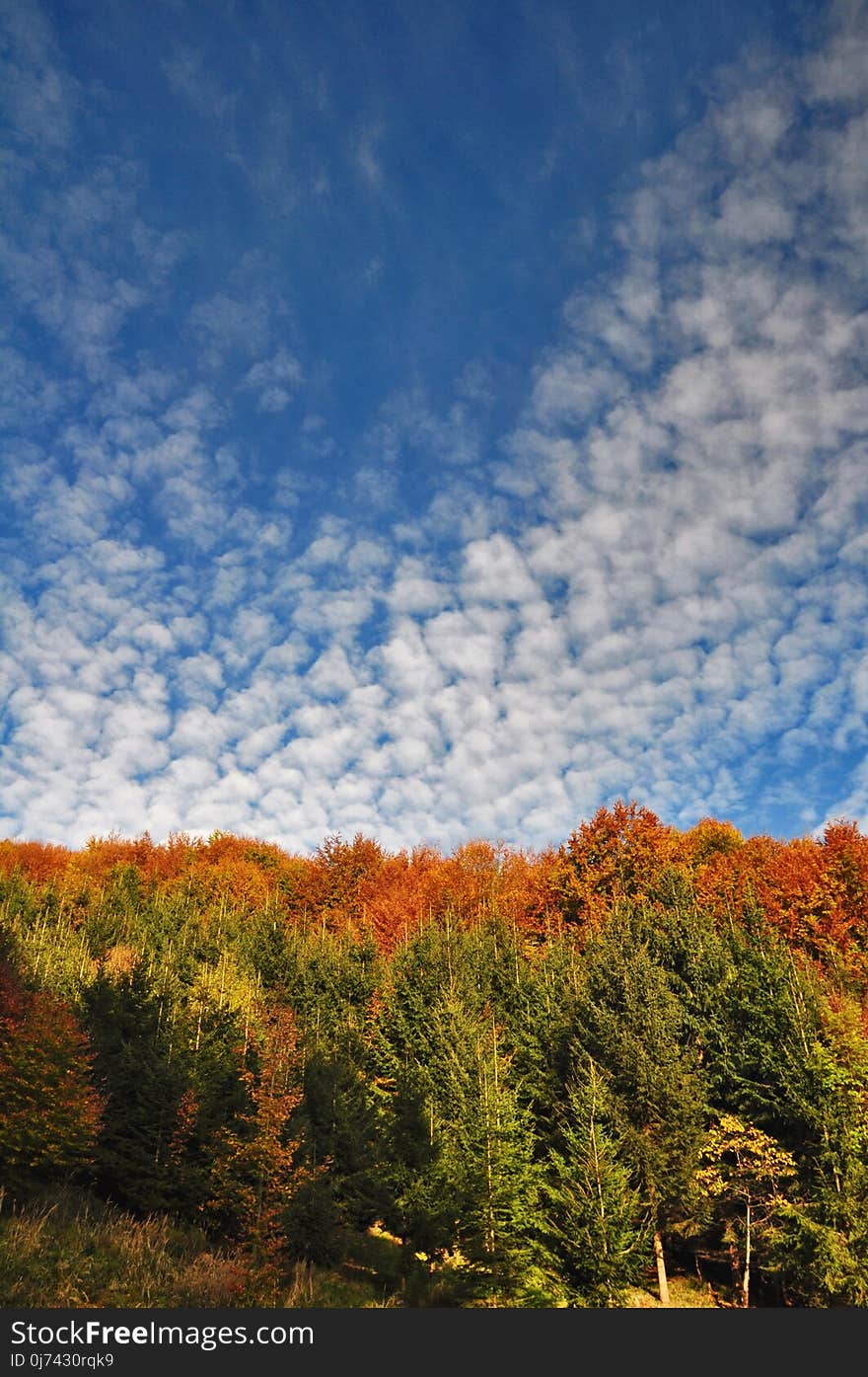 Sky, Cloud, Leaf, Nature