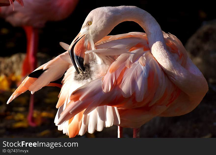 Bird, Flamingo, Beak, Water Bird