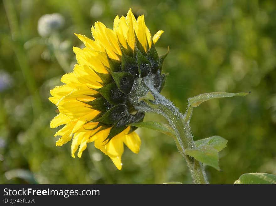 Flower, Sunflower, Sow Thistles, Nectar