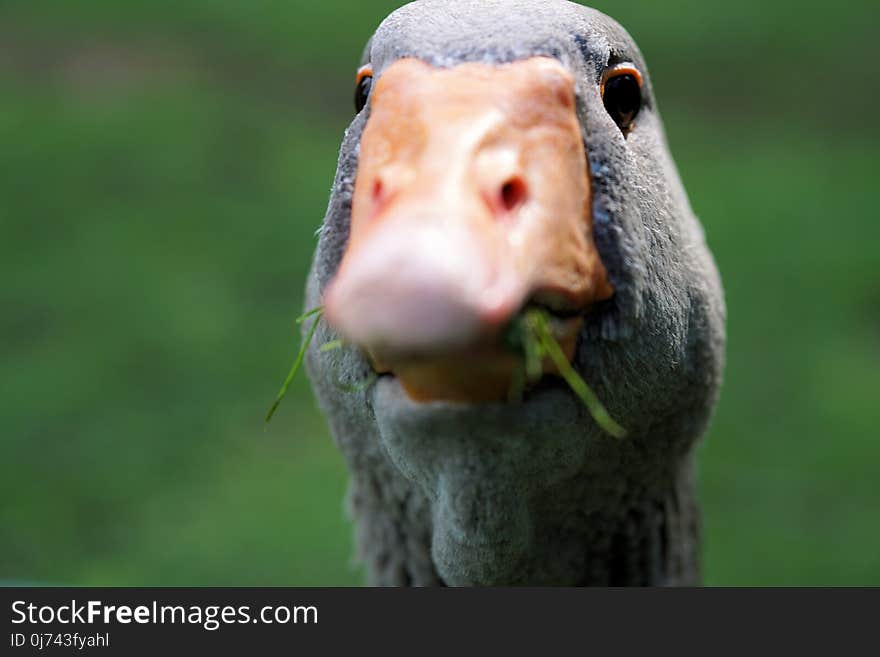 Beak, Fauna, Nose, Bird