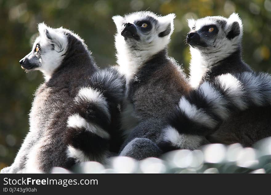 Lemur, Fauna, Primate, Fur