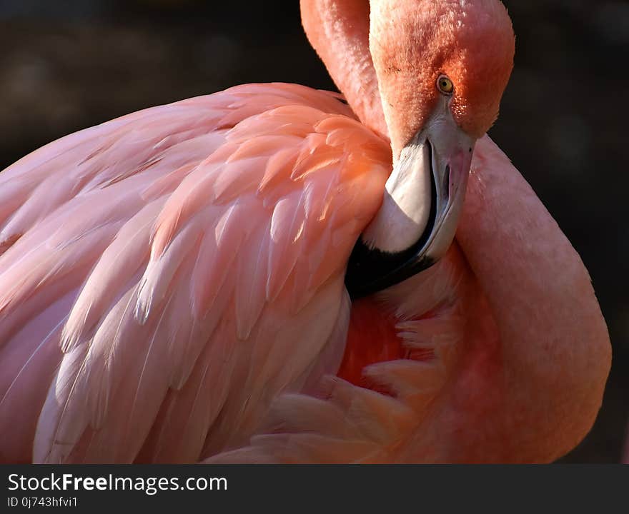 Flamingo, Bird, Water Bird, Beak