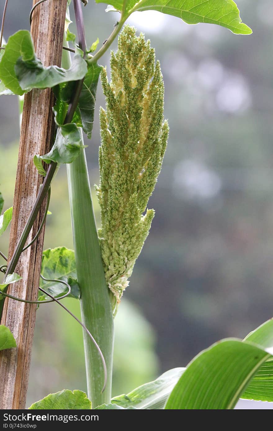 Leaf, Plant Stem, Crop, Plant Pathology