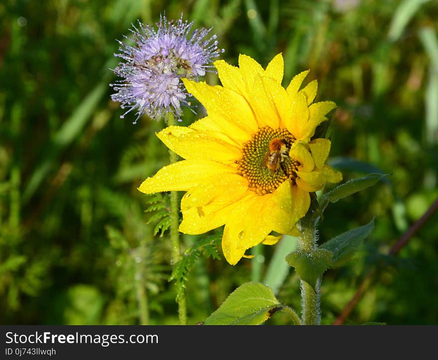 Flower, Flora, Nectar, Honey Bee