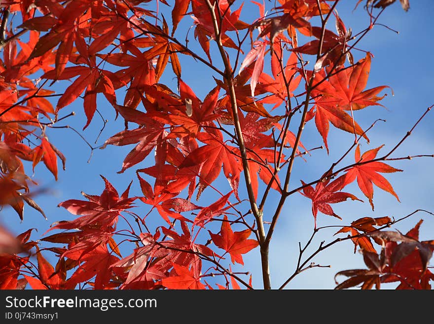 Red, Leaf, Maple Leaf, Tree