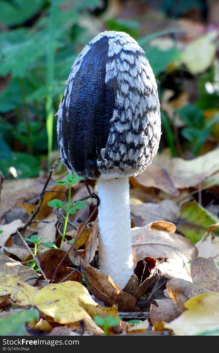 Mushroom, Fungus, Agaricomycetes, Edible Mushroom