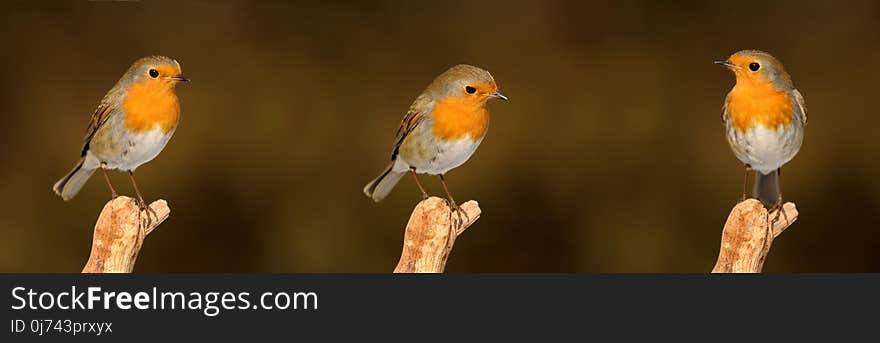 Bird, European Robin, Fauna, Beak