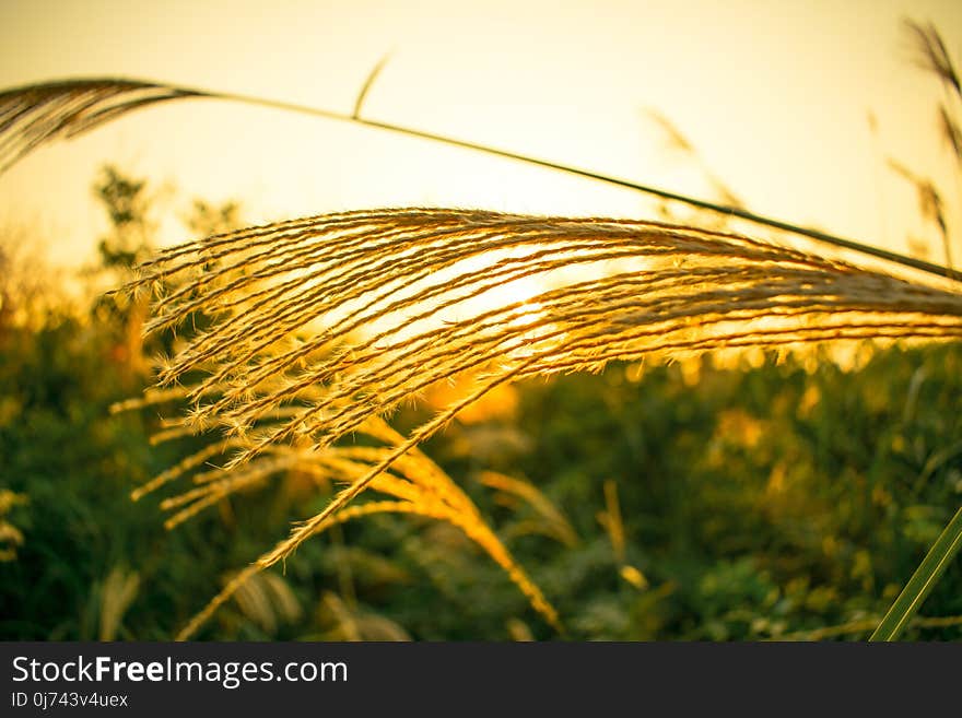 Grass Family, Food Grain, Rye, Wheat