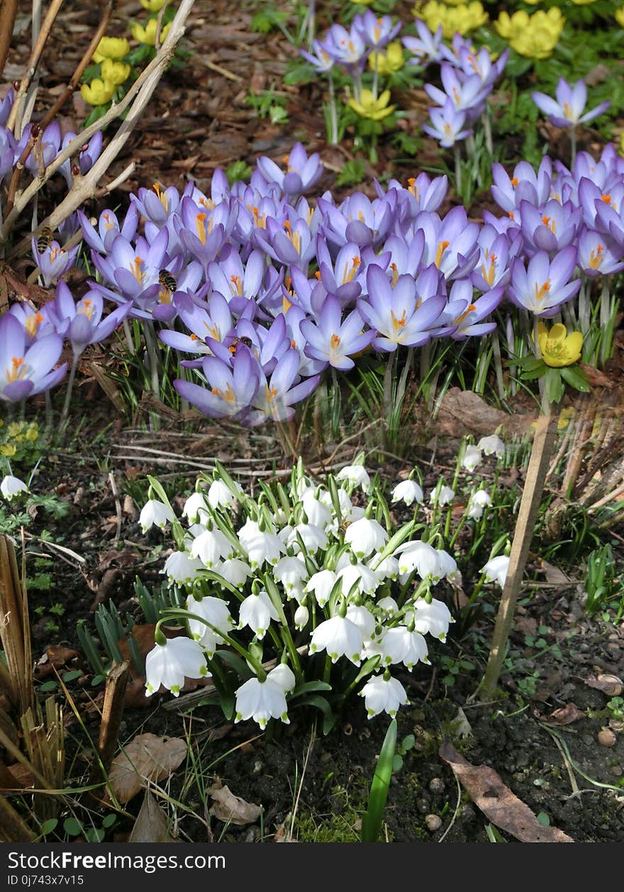 Flower, Plant, Flora, Flowering Plant