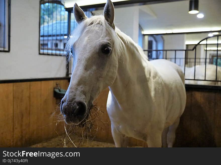 Horse, Bridle, Stallion, Horse Like Mammal