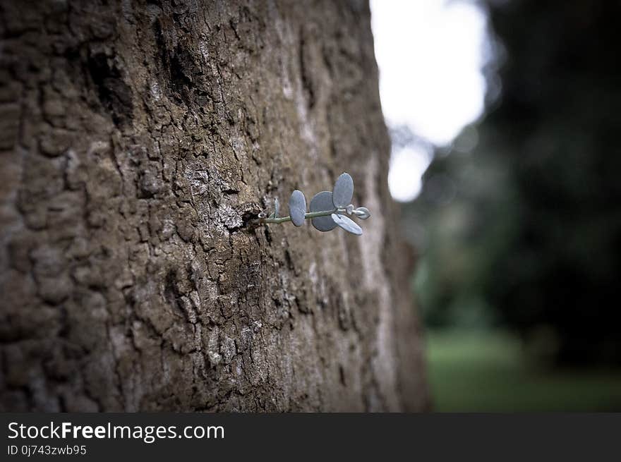 Tree, Formation, Rock