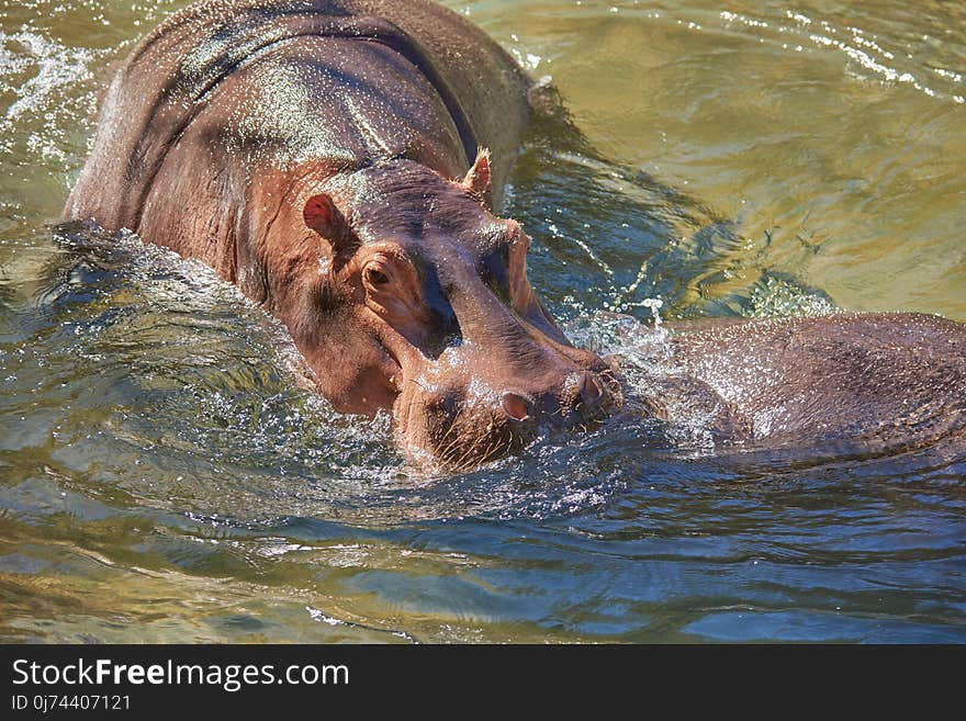 Hippopotamus, Wildlife, Fauna, Terrestrial Animal