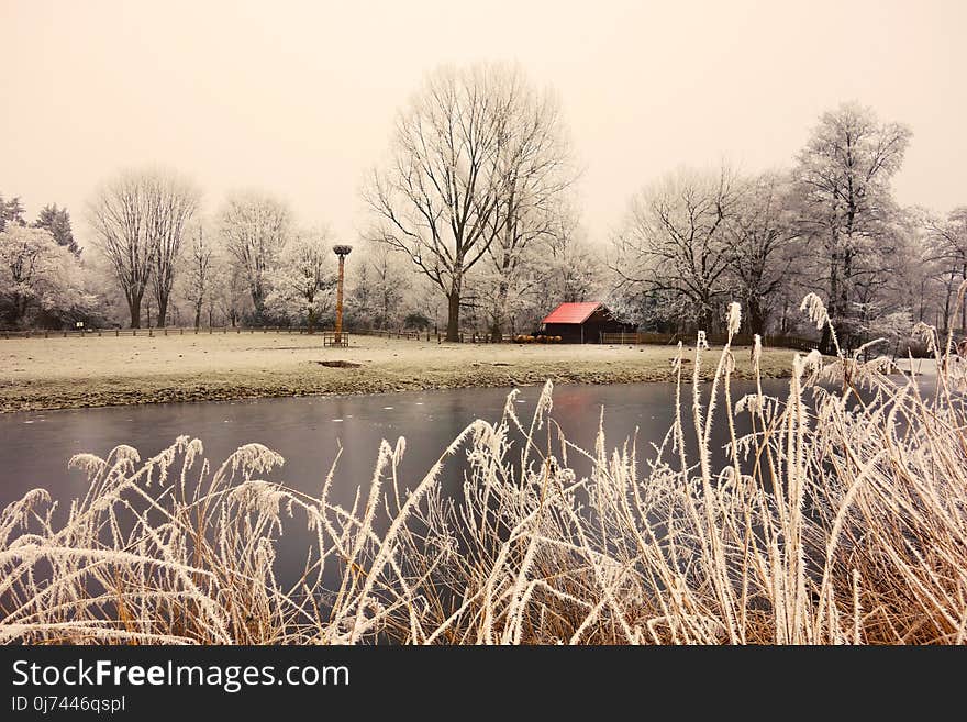 Winter, Water, Tree, Reflection