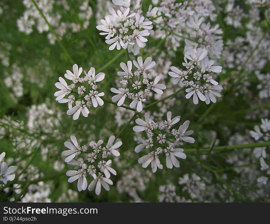 Flower, Flora, Plant, Black And White