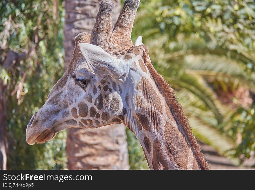 Giraffe, Wildlife, Terrestrial Animal, Giraffidae