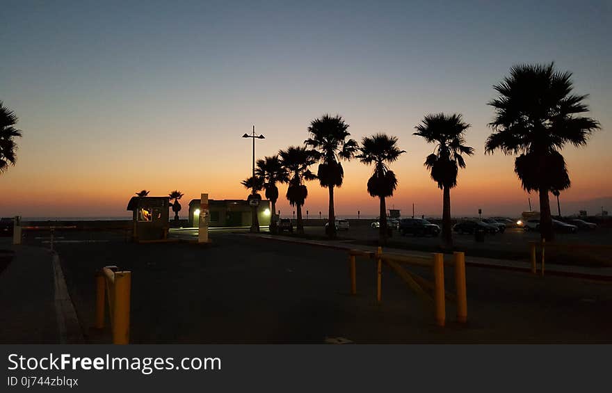 Sky, Palm Tree, Arecales, Sunset