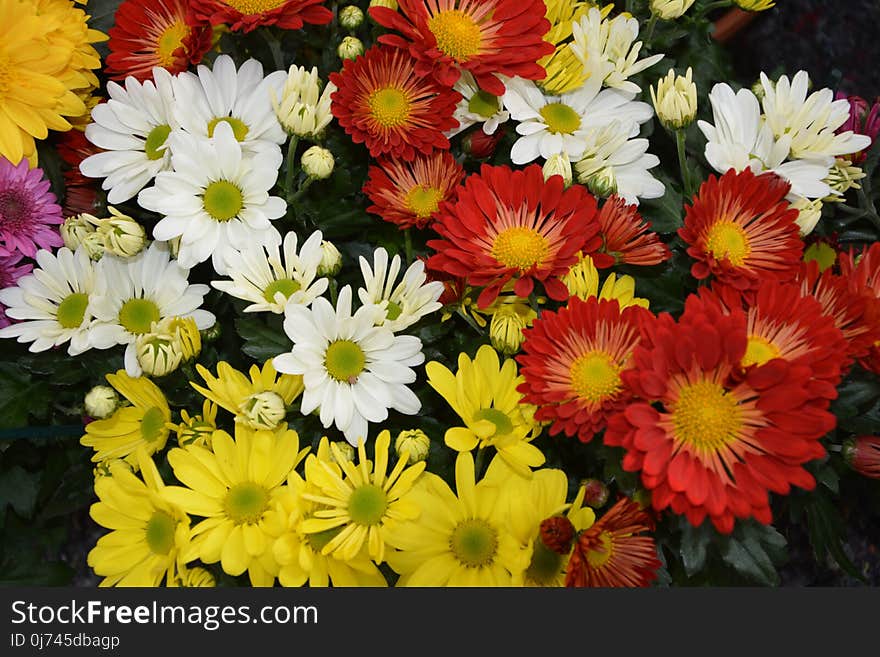 Flower, Plant, Flowering Plant, Daisy