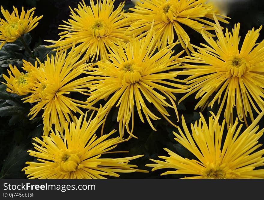 Flower, Yellow, Plant, Flora