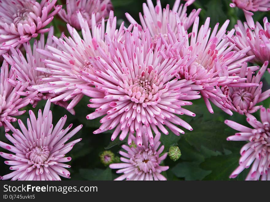 Flower, Pink, Plant, Purple