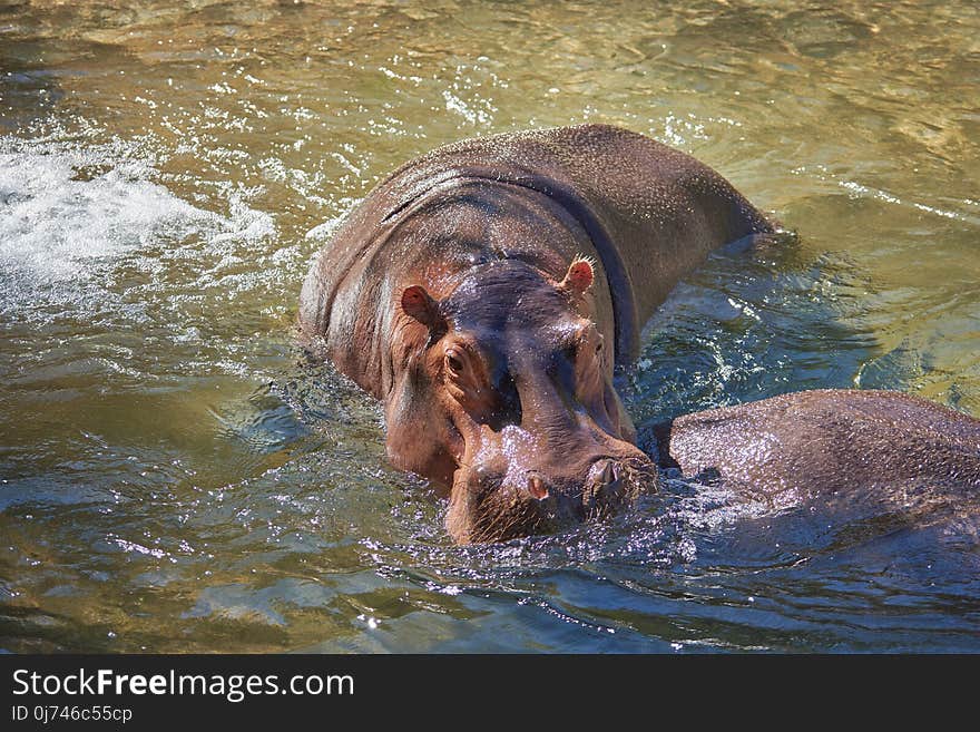 Hippopotamus, Wildlife, Fauna, Mammal