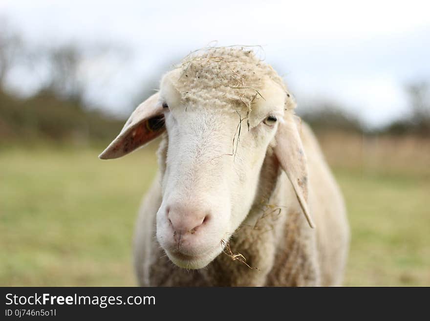 Sheep, Cow Goat Family, Livestock, Snout