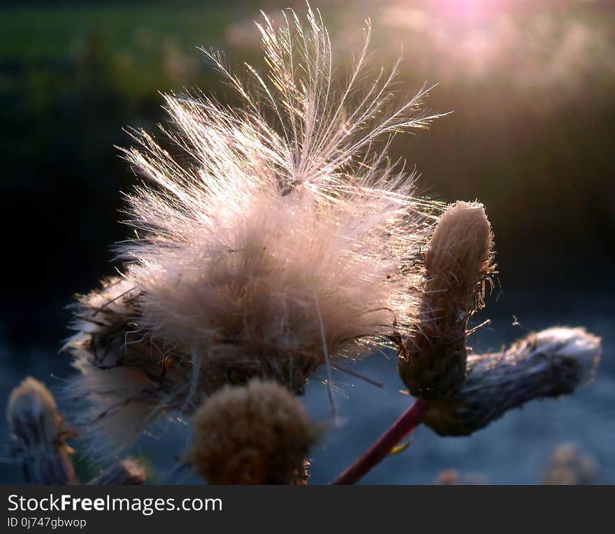 Close Up, Sky, Plant, Branch