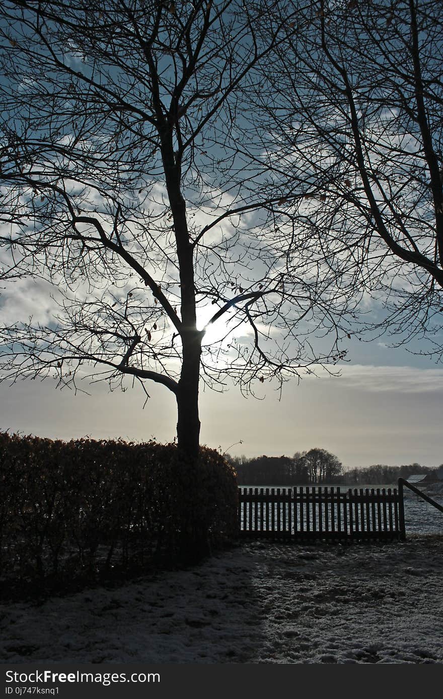 Tree, Sky, Water, Woody Plant