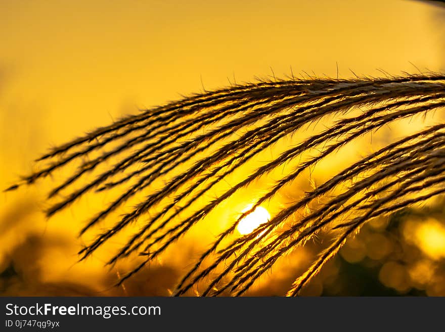 Yellow, Close Up, Sky, Macro Photography