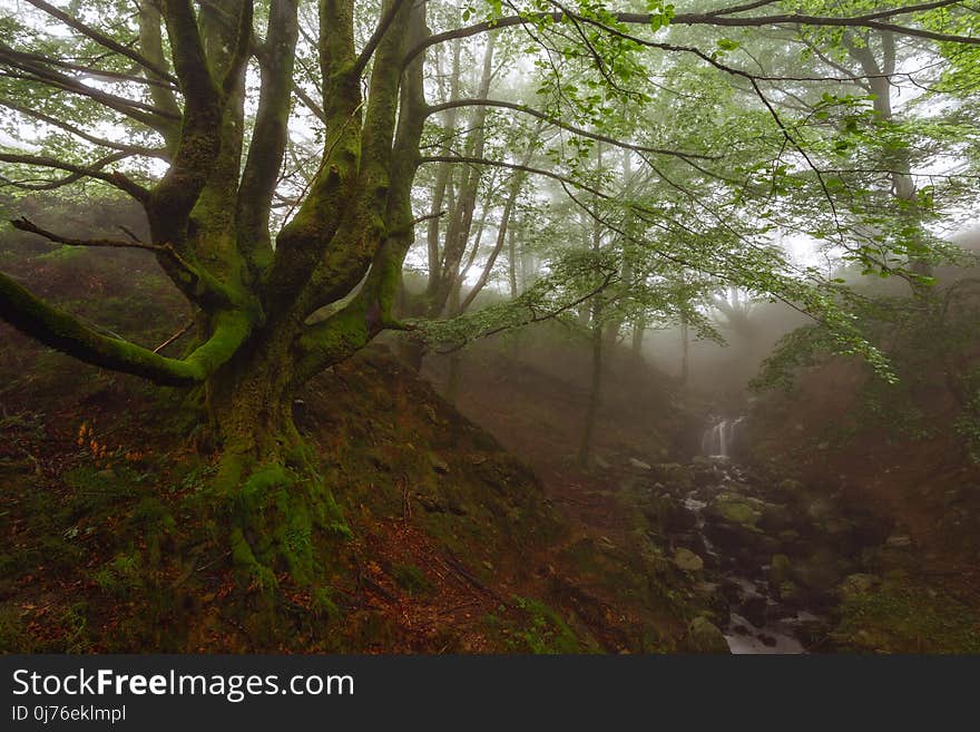 Belasutegi forest at Gorbea Natural Park