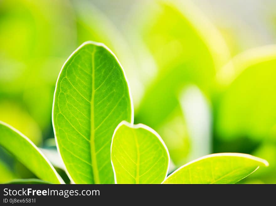 Closeup green nature leaf on sunlight, natural green plants using as a background or wallpaper