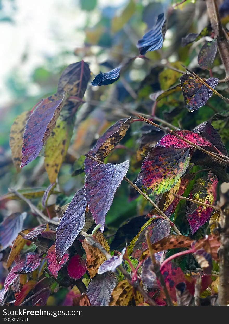 Leaf, Plant, Flora, Branch