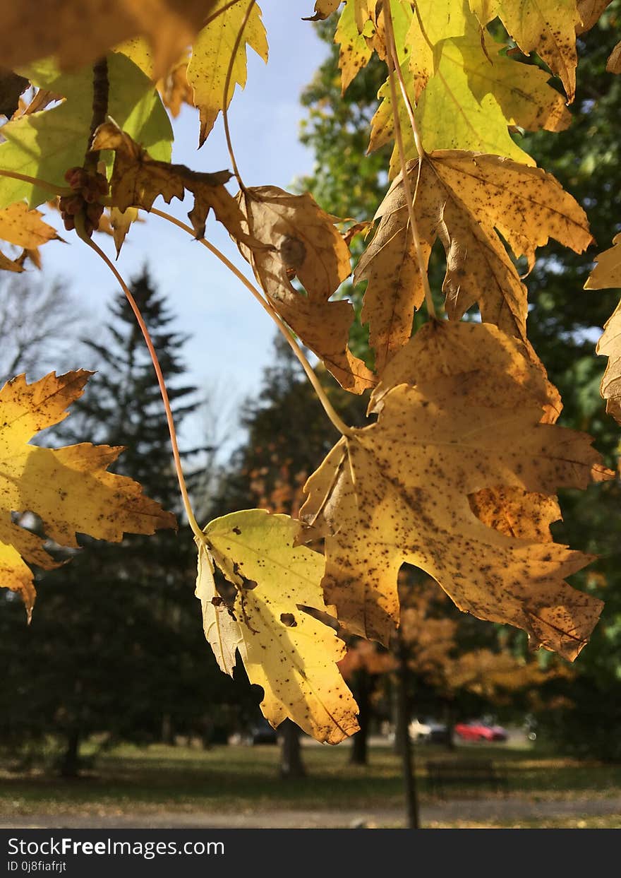 Leaf, Autumn, Tree, Plant