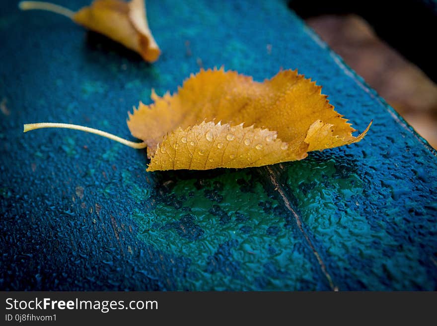 Leaf, Macro Photography, Close Up, Organism