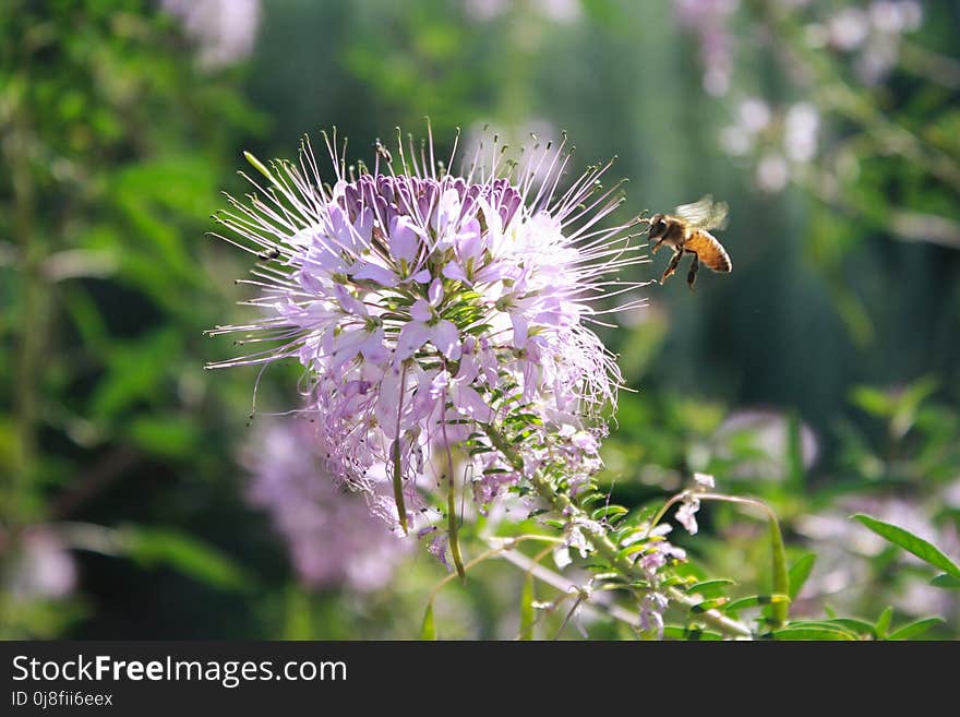 Bee, Flora, Flower, Honey Bee