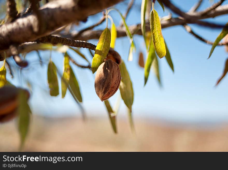 Flora, Leaf, Branch, Plant